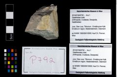 Foto (Objekt + Etikett) von Galatheoidea indet.  (NHMW-GEO-2014-0194-0792)